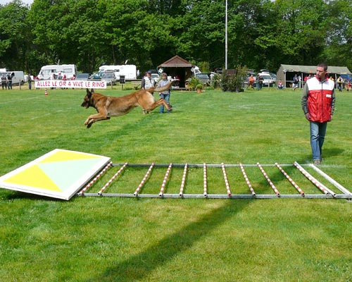 Dressage pour chien au domaine de Thierache Dressage pour chien au domaine de Thierache