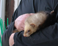 pension animalière